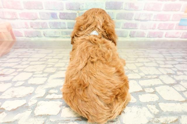 新潟県のコッカプー(アメリカンコッカースパニエル×プードル) (Coo&RIKUイオンモール新発田店/2025年10月21日生まれ/男の子/レッド)の子犬の4枚目の画像