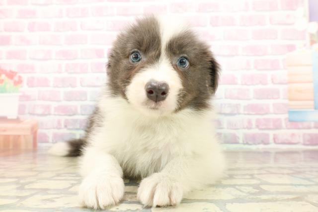 神奈川県のボーダーコリー (Coo&RIKU横浜青葉店/2025年10月18日生まれ/男の子/ブルーホワイト)の子犬の1枚目の画像