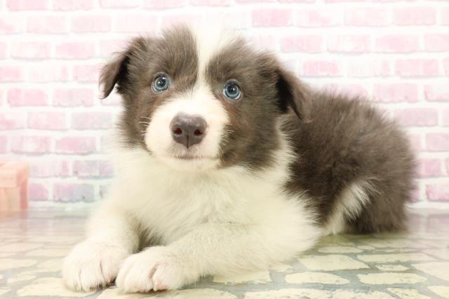 神奈川県のボーダーコリー (Coo&RIKU横浜青葉店/2025年10月18日生まれ/男の子/ブルーホワイト)の子犬の2枚目の画像