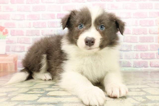 神奈川県のボーダーコリー (Coo&RIKU横浜青葉店/2025年10月18日生まれ/男の子/ブルーホワイト)の子犬の3枚目の画像