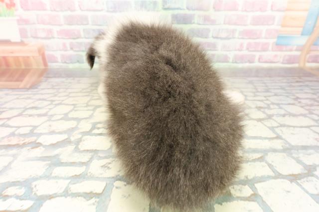 神奈川県のボーダーコリー (Coo&RIKU横浜青葉店/2025年10月18日生まれ/男の子/ブルーホワイト)の子犬の4枚目の画像