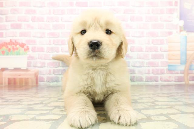 神奈川県のゴールデンレトリバー (Coo&RIKU横浜青葉店/2025年10月19日生まれ/男の子/ゴールデン)の子犬の1枚目の画像