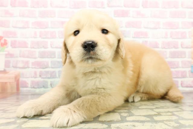 神奈川県のゴールデンレトリバー (Coo&RIKU横浜青葉店/2025年10月19日生まれ/男の子/ゴールデン)の子犬の2枚目の画像