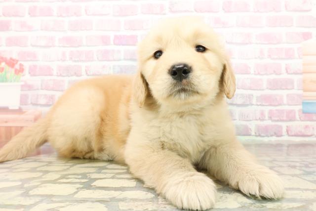 神奈川県のゴールデンレトリバー (Coo&RIKU横浜青葉店/2025年10月19日生まれ/男の子/ゴールデン)の子犬の3枚目の画像