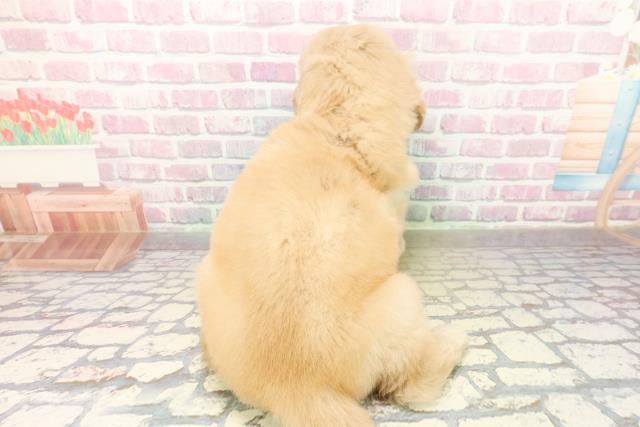 神奈川県のゴールデンレトリバー (Coo&RIKU横浜青葉店/2025年10月19日生まれ/男の子/ゴールデン)の子犬の4枚目の画像