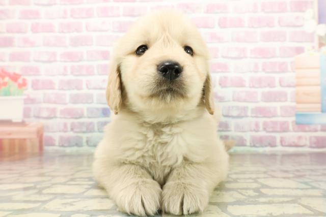埼玉県のゴールデンレトリバー (Coo&RIKU川越店/2025年10月19日生まれ/男の子/ゴールデン)の子犬の1枚目の画像