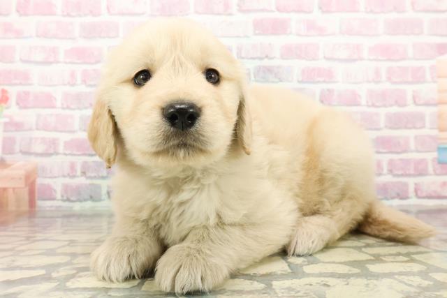 埼玉県のゴールデンレトリバー (Coo&RIKU川越店/2025年10月19日生まれ/男の子/ゴールデン)の子犬の2枚目の画像