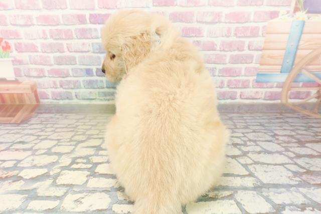 埼玉県のゴールデンレトリバー (Coo&RIKU川越店/2025年10月19日生まれ/男の子/ゴールデン)の子犬の4枚目の画像