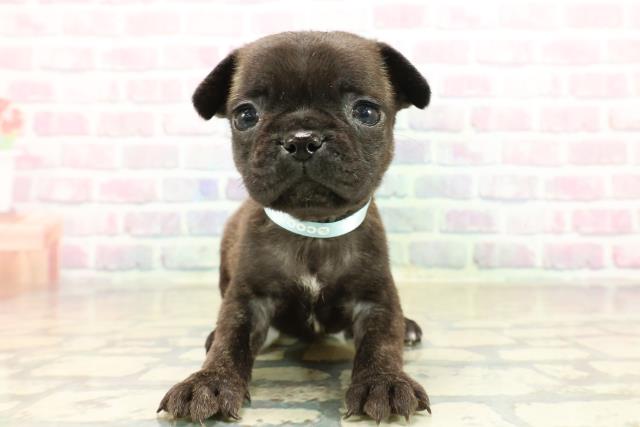 長野県のフレンチパグ/パグフレンチ(フレンチブルドック×パグ) (Coo&RIKU長野店/2025年10月17日生まれ/男の子/ブリンドル)の子犬の1枚目の画像