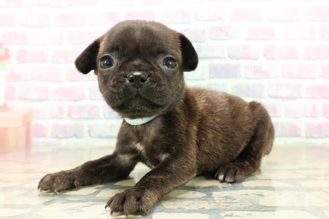 長野県のフレンチパグ/パグフレンチ(フレンチブルドック×パグ) (Coo&RIKU長野店/2025年10月17日生まれ/男の子/ブリンドル)の子犬の2枚目の画像