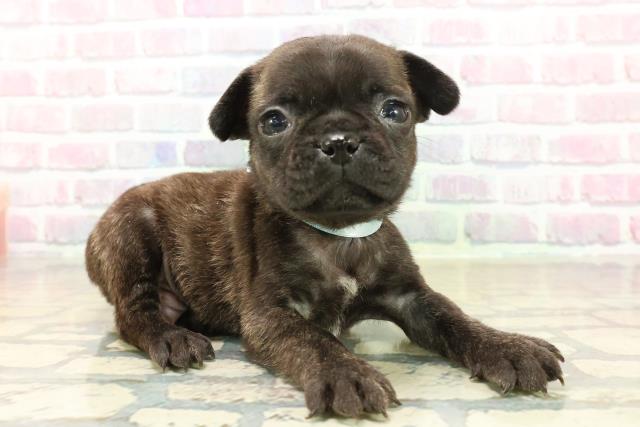 長野県のフレンチパグ/パグフレンチ(フレンチブルドック×パグ) (Coo&RIKU長野店/2025年10月17日生まれ/男の子/ブリンドル)の子犬の3枚目の画像