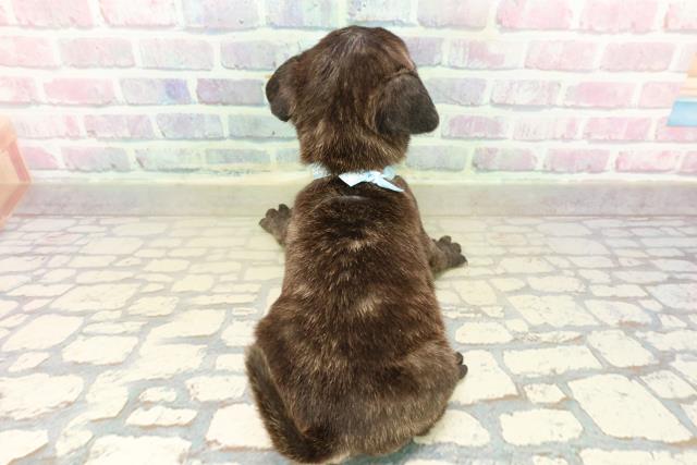 長野県のフレンチパグ/パグフレンチ(フレンチブルドック×パグ) (Coo&RIKU長野店/2025年10月17日生まれ/男の子/ブリンドル)の子犬の4枚目の画像