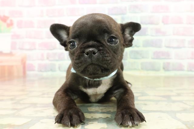 神奈川県のフレンチパグ/パグフレンチ(フレンチブルドック×パグ) (Coo&RIKU相模原店/2025年10月17日生まれ/男の子/ブリンドル)の子犬の1枚目の画像