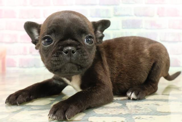 神奈川県のフレンチパグ/パグフレンチ(フレンチブルドック×パグ) (Coo&RIKU相模原店/2025年10月17日生まれ/男の子/ブリンドル)の子犬の2枚目の画像