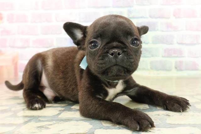 神奈川県のフレンチパグ/パグフレンチ(フレンチブルドック×パグ) (Coo&RIKU相模原店/2025年10月17日生まれ/男の子/ブリンドル)の子犬の3枚目の画像