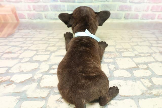 神奈川県のフレンチパグ/パグフレンチ(フレンチブルドック×パグ) (Coo&RIKU相模原店/2025年10月17日生まれ/男の子/ブリンドル)の子犬の4枚目の画像