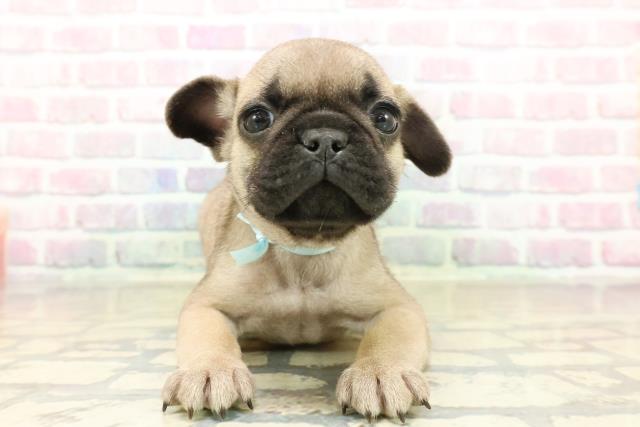 神奈川県のフレンチパグ/パグフレンチ(フレンチブルドック×パグ) (Coo&RIKU横浜青葉店/2025年10月17日生まれ/男の子/フォーン)の子犬の1枚目の画像
