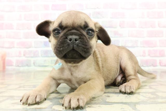 神奈川県のフレンチパグ/パグフレンチ(フレンチブルドック×パグ) (Coo&RIKU横浜青葉店/2025年10月17日生まれ/男の子/フォーン)の子犬の2枚目の画像