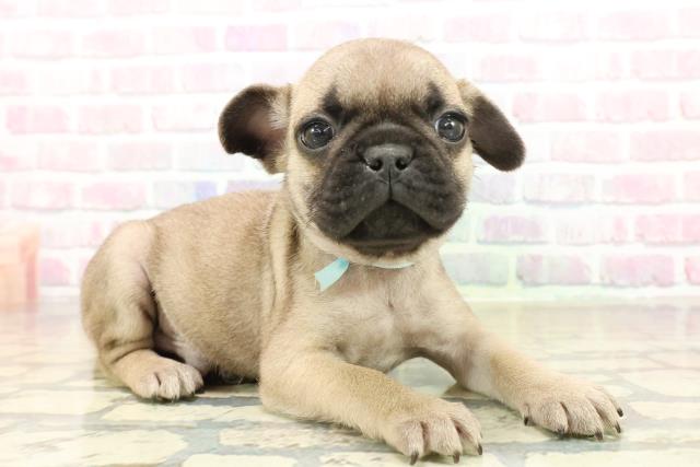 神奈川県のフレンチパグ/パグフレンチ(フレンチブルドック×パグ) (Coo&RIKU横浜青葉店/2025年10月17日生まれ/男の子/フォーン)の子犬の3枚目の画像