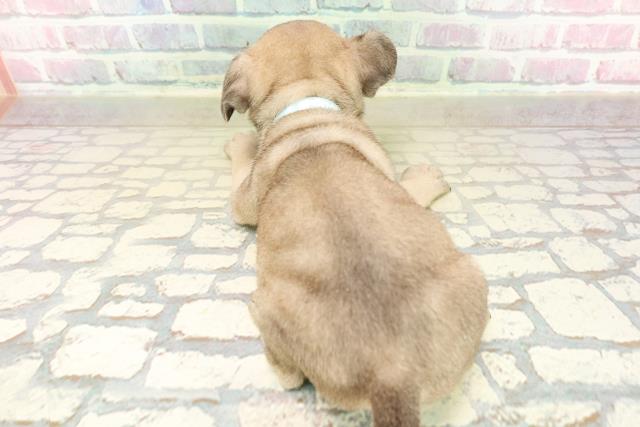 神奈川県のフレンチパグ/パグフレンチ(フレンチブルドック×パグ) (Coo&RIKU横浜青葉店/2025年10月17日生まれ/男の子/フォーン)の子犬の4枚目の画像