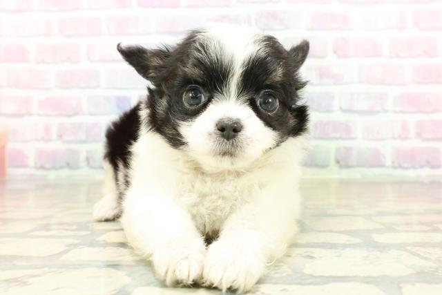 富山県のチワワ(ロング) (Coo&RIKU富山店/2025年10月21日生まれ/女の子/ブラックタンホワイト)の子犬の1枚目の画像