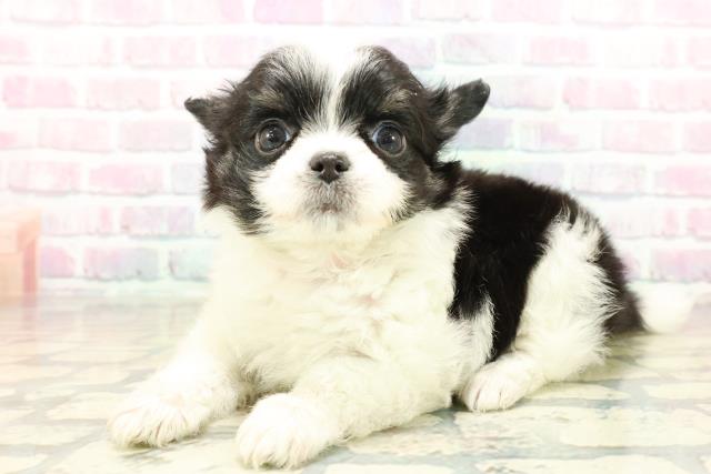 富山県のチワワ(ロング) (Coo&RIKU富山店/2025年10月21日生まれ/女の子/ブラックタンホワイト)の子犬の2枚目の画像