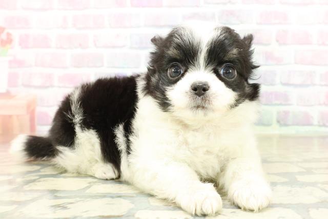 富山県のチワワ(ロング) (Coo&RIKU富山店/2025年10月21日生まれ/女の子/ブラックタンホワイト)の子犬の3枚目の画像