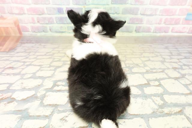 富山県のチワワ(ロング) (Coo&RIKU富山店/2025年10月21日生まれ/女の子/ブラックタンホワイト)の子犬の4枚目の画像