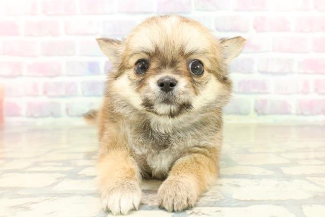 神奈川県のチワワ(ロング) (Coo&RIKU横須賀店/2025年10月21日生まれ/男の子/レッドホワイト)の子犬の1枚目の画像