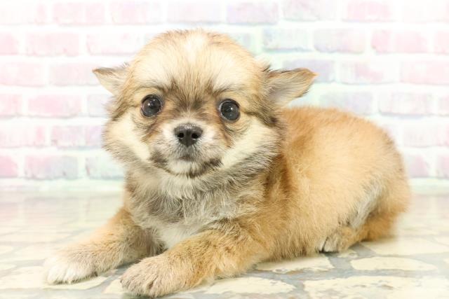 神奈川県のチワワ(ロング) (Coo&RIKU横須賀店/2025年10月21日生まれ/男の子/レッドホワイト)の子犬の2枚目の画像