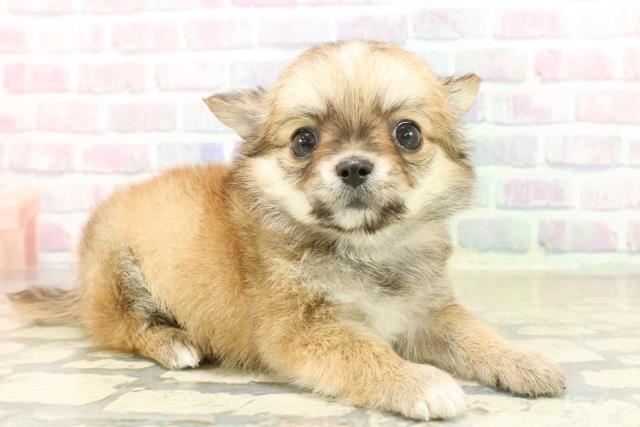 神奈川県のチワワ(ロング) (Coo&RIKU横須賀店/2025年10月21日生まれ/男の子/レッドホワイト)の子犬の3枚目の画像