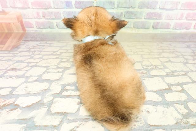 神奈川県のチワワ(ロング) (Coo&RIKU横須賀店/2025年10月21日生まれ/男の子/レッドホワイト)の子犬の4枚目の画像