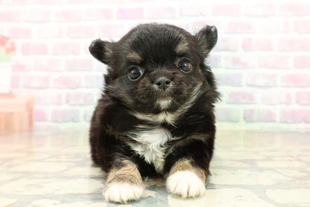 秋田県のチワワ(ロング) (Coo&RIKU秋田店/2025年10月21日生まれ/男の子/ブラックタンホワイト)の子犬の1枚目の画像