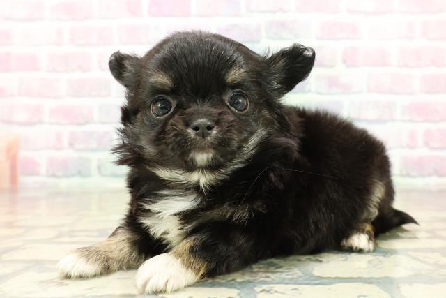 秋田県のチワワ(ロング) (Coo&RIKU秋田店/2025年10月21日生まれ/男の子/ブラックタンホワイト)の子犬の2枚目の画像