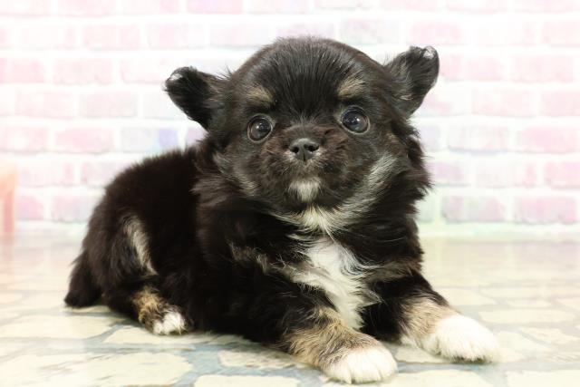 秋田県のチワワ(ロング) (Coo&RIKU秋田店/2025年10月21日生まれ/男の子/ブラックタンホワイト)の子犬の3枚目の画像