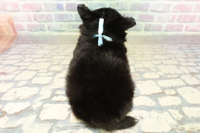 秋田県のチワワ(ロング) (Coo&RIKU秋田店/2025年10月21日生まれ/男の子/ブラックタンホワイト)の子犬の4枚目の画像