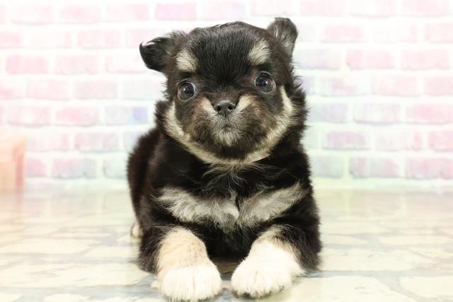 福井県のチワワ(ロング) (Coo&RIKU福井店/2025年10月13日生まれ/女の子/ブラッククリームホワイト)の子犬の1枚目の画像