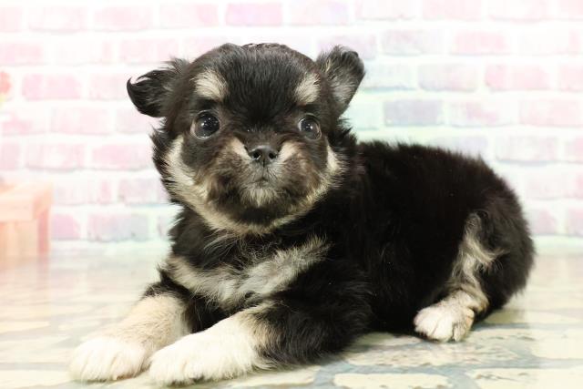 福井県のチワワ(ロング) (Coo&RIKU福井店/2025年10月13日生まれ/女の子/ブラッククリームホワイト)の子犬の2枚目の画像