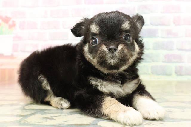 福井県のチワワ(ロング) (Coo&RIKU福井店/2025年10月13日生まれ/女の子/ブラッククリームホワイト)の子犬の3枚目の画像