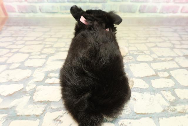 福井県のチワワ(ロング) (Coo&RIKU福井店/2025年10月13日生まれ/女の子/ブラッククリームホワイト)の子犬の4枚目の画像