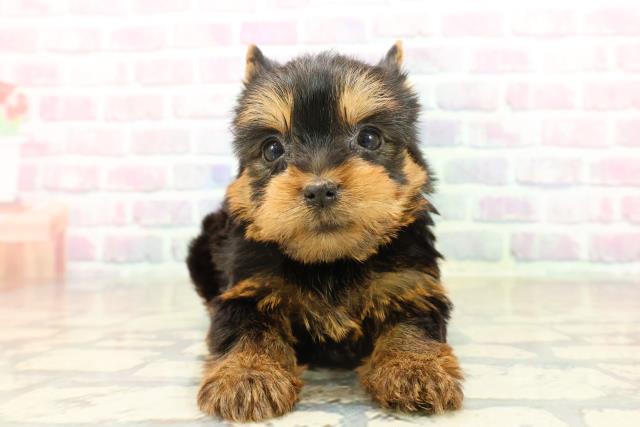 東京都のヨークシャーテリア (Coo&RIKU下北沢店/2025年10月21日生まれ/女の子/スチールブルータン)の子犬の1枚目の画像