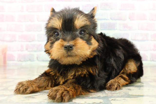 東京都のヨークシャーテリア (Coo&RIKU下北沢店/2025年10月21日生まれ/女の子/スチールブルータン)の子犬の2枚目の画像