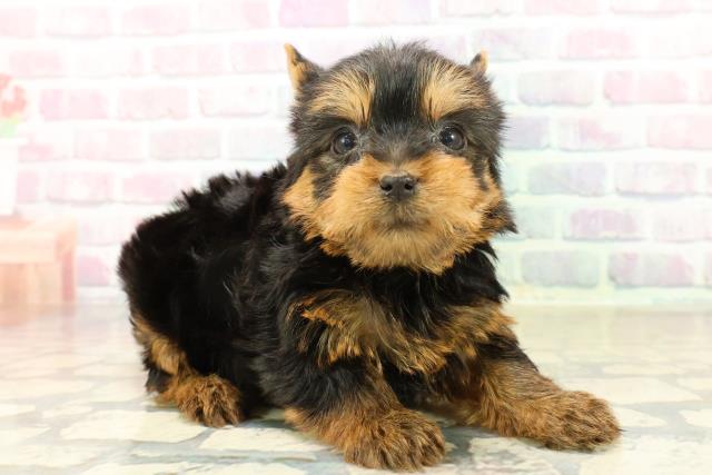 東京都のヨークシャーテリア (Coo&RIKU下北沢店/2025年10月21日生まれ/女の子/スチールブルータン)の子犬の3枚目の画像