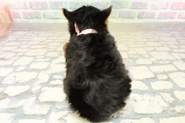 東京都のヨークシャーテリア (Coo&RIKU下北沢店/2025年10月21日生まれ/女の子/スチールブルータン)の子犬の4枚目の画像