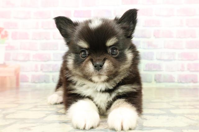 北海道のチワワ(ロング) (Coo&RIKU函館店/2025年10月20日生まれ/男の子/ブラックタンホワイト)の子犬の1枚目の画像