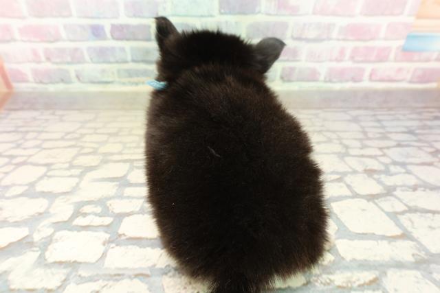 北海道のチワワ(ロング) (Coo&RIKU函館店/2025年10月20日生まれ/男の子/ブラックタンホワイト)の子犬の4枚目の画像