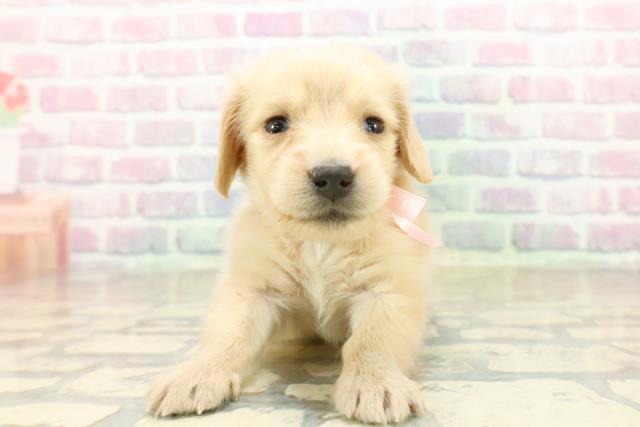 秋田県のミニチュアダックスフンド(ロング) (Coo&RIKU秋田店/2025年10月21日生まれ/女の子/イエロー)の子犬の1枚目の画像