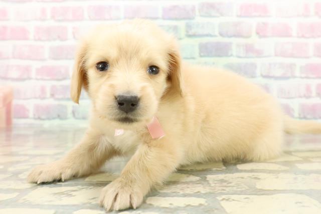 秋田県のミニチュアダックスフンド(ロング) (Coo&RIKU秋田店/2025年10月21日生まれ/女の子/イエロー)の子犬の2枚目の画像