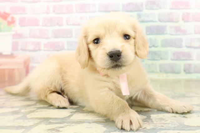 秋田県のミニチュアダックスフンド(ロング) (Coo&RIKU秋田店/2025年10月21日生まれ/女の子/イエロー)の子犬の3枚目の画像