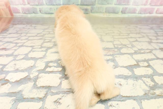 秋田県のミニチュアダックスフンド(ロング) (Coo&RIKU秋田店/2025年10月21日生まれ/女の子/イエロー)の子犬の4枚目の画像